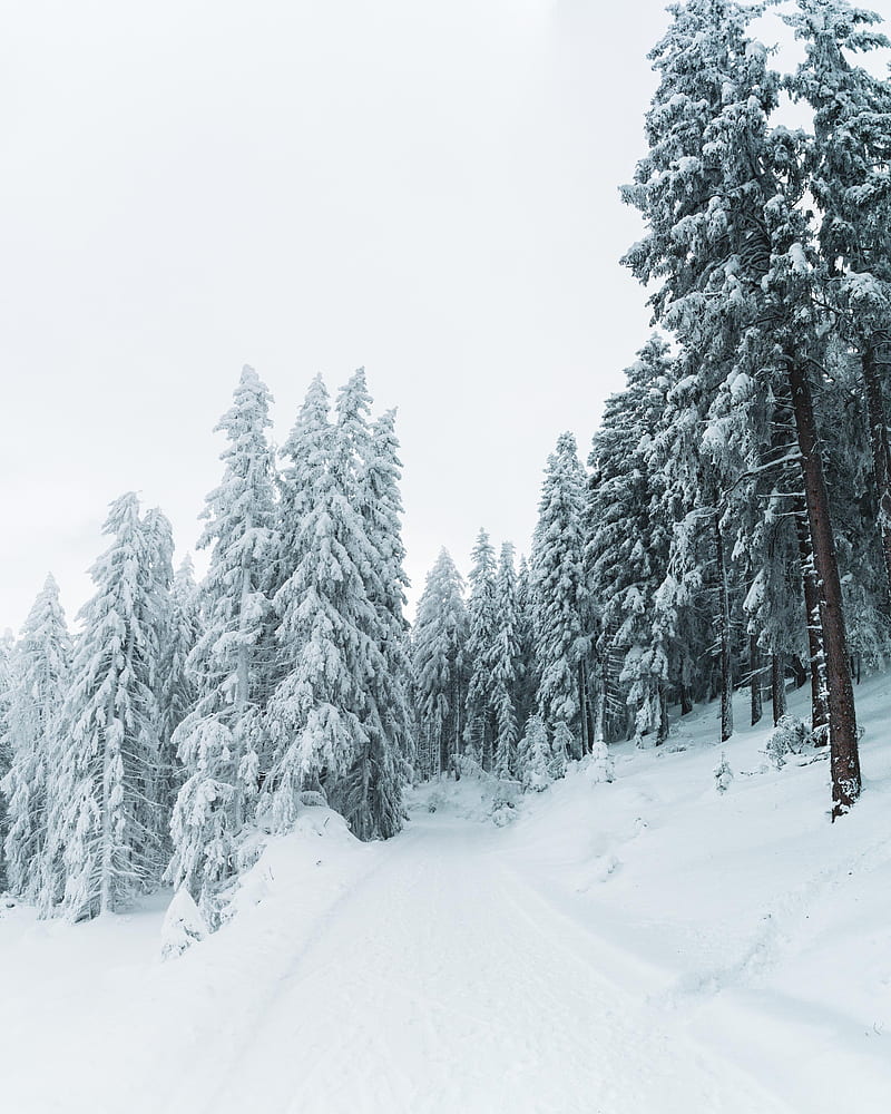 winter, snow, trees, path, snowy, HD phone wallpaper