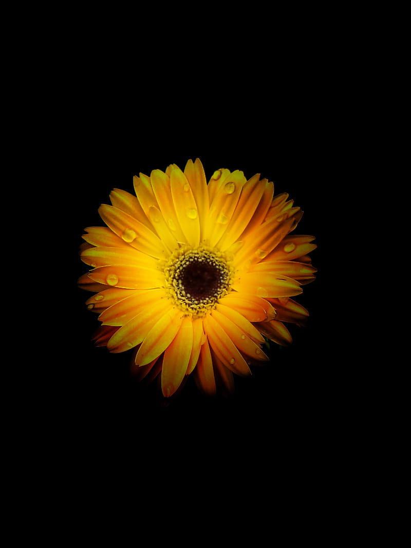 Yellow flowers, sun, flowers, sunflowers, flower, sunflower, contrast, dark, orange, trending, HD phone wallpaper