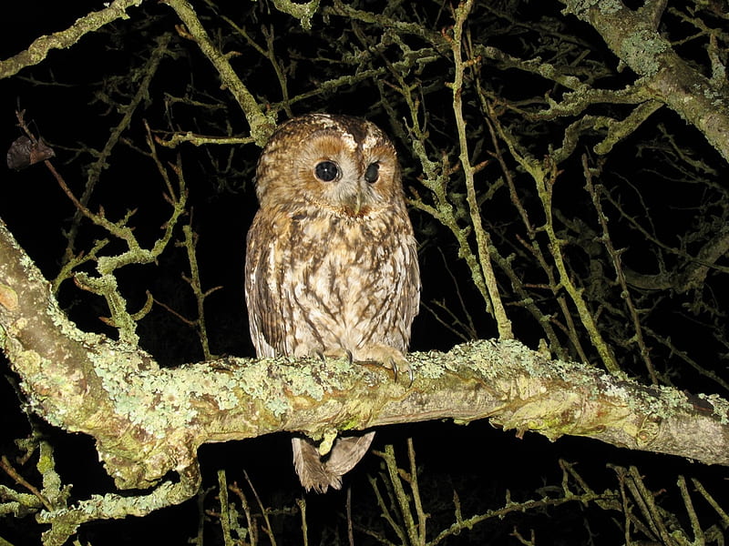 Tawny Owl, Bird of Prey, Owls, Bird Species, HD wallpaper
