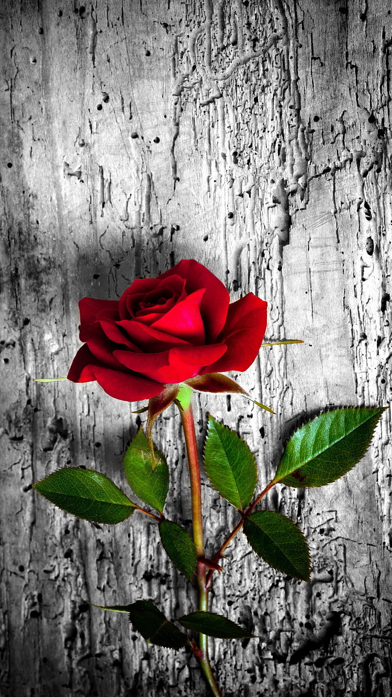 Rosa roja, flor, madera, Fondo de pantalla de teléfono HD | Peakpx