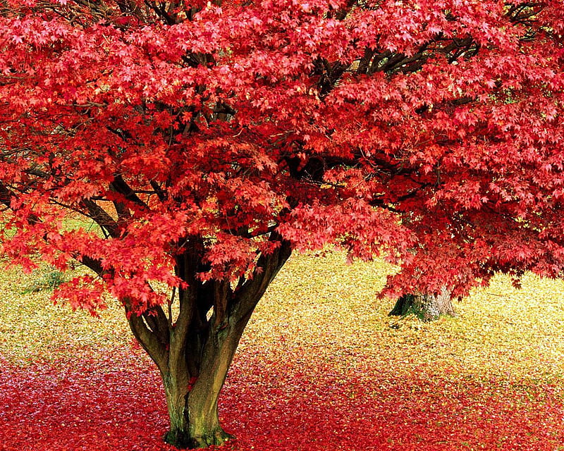 Maple Tree in Autumn, fall, ground, red, leaves, HD wallpaper | Peakpx