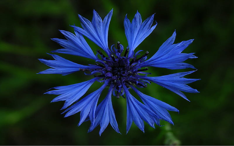 Cornflower, blue flower, blue, centaurea, HD wallpaper