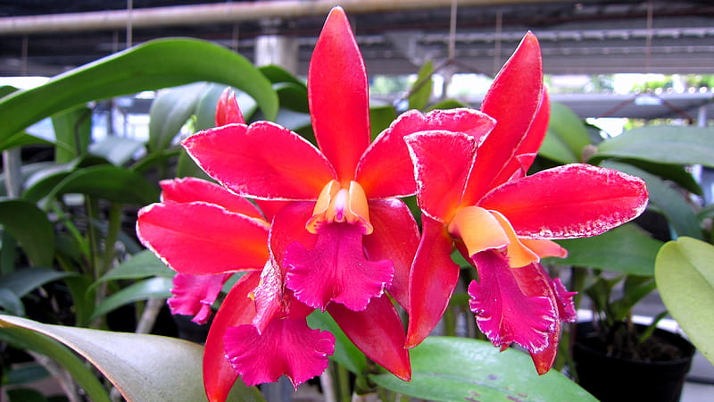 Orchid, pretty, brilliant, sunny, blooming, HD wallpaper