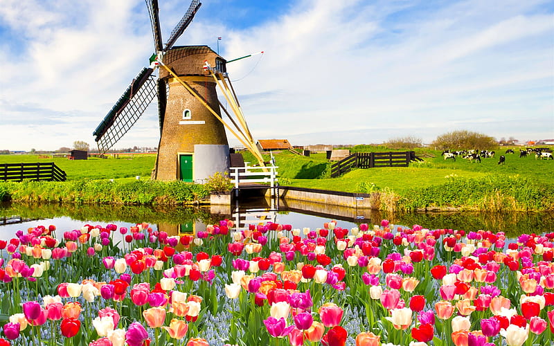 Dutch windmill, pretty, colorful, windmill, Hollandm dutch, grass, bonito, spring, sky, freshness, flowers, pasture, landscape, HD wallpaper