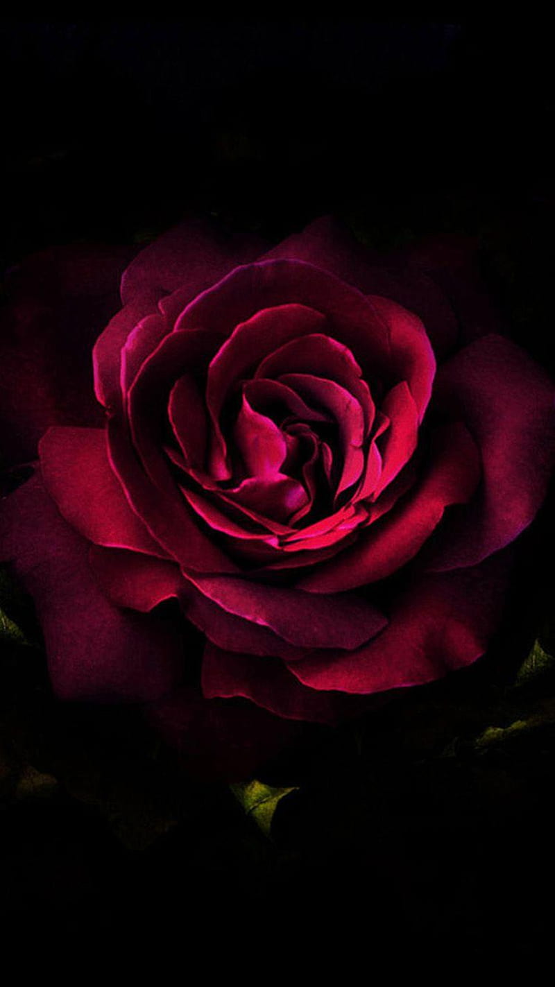 Pink roses tumblr backgrounds HD wallpapers | Pxfuel