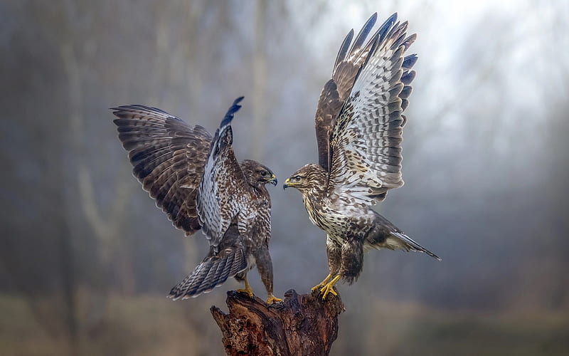 falcons, birds of prey, wildlife, forest, fog, HD wallpaper