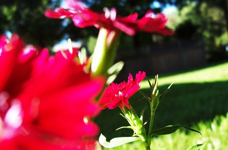 Enfoque flor, hierba, luz del sol, arbusto, flor, rosa, Fondo de pantalla  HD | Peakpx