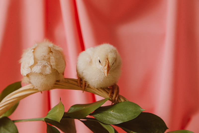 Two Chicks Sitting On A Basket Handle, HD wallpaper