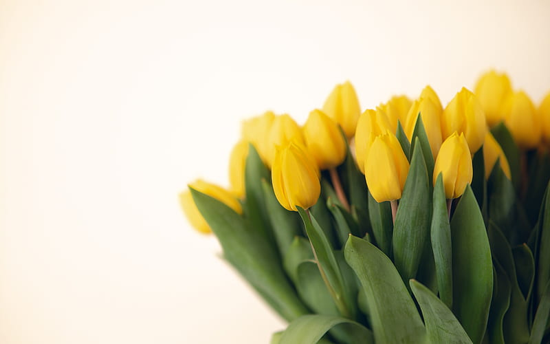 yellow tulips, tulip bouquet, spring flowers, background with yellow tulips, spring, tulips, HD wallpaper