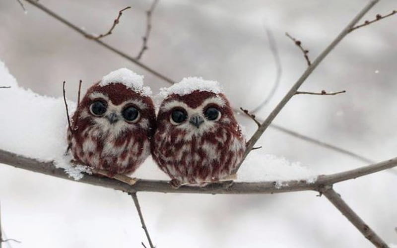 Snow Baby Owlets, Brown, Owlets, Owl, Snow, So Cute, Birds, HD wallpaper