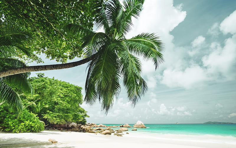 Maldives, tropical island, beach, palms, travel concepts, summer, vacation, ocean, HD wallpaper