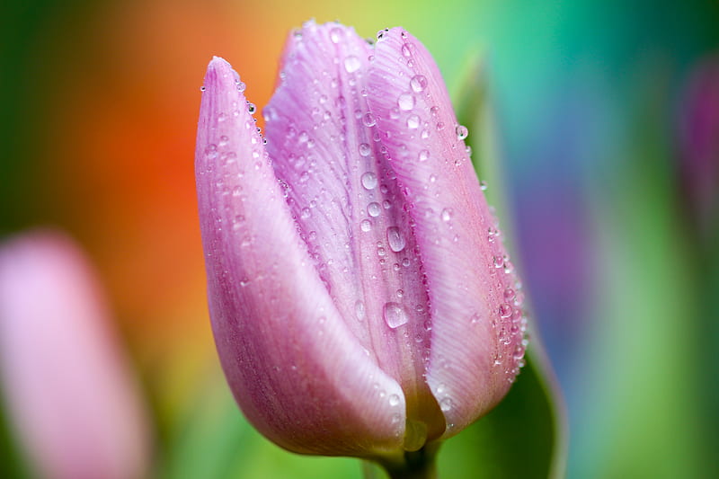 purple tulip with morning dew, HD wallpaper