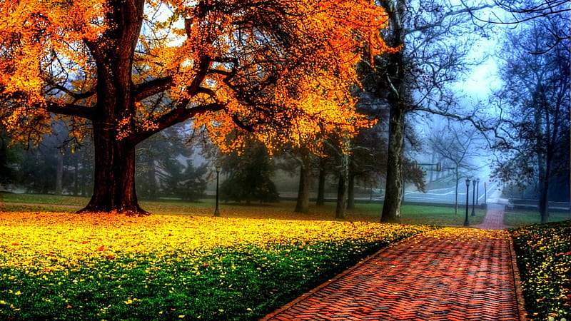 Stone Pavement Between Green Grass With Falling Yellow Leaves From Tree Beautiful, HD wallpaper