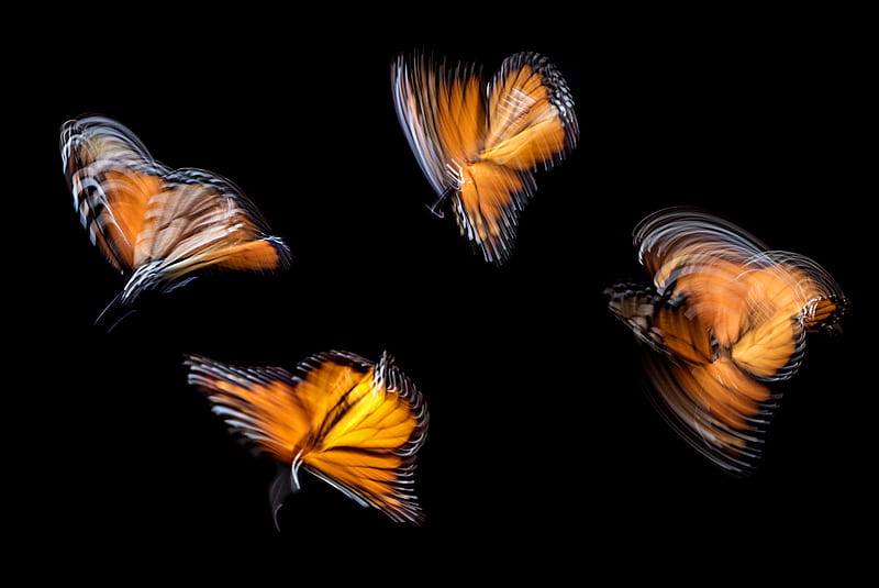 1920x1080px, 1080P free download | four brown butterflies, HD wallpaper