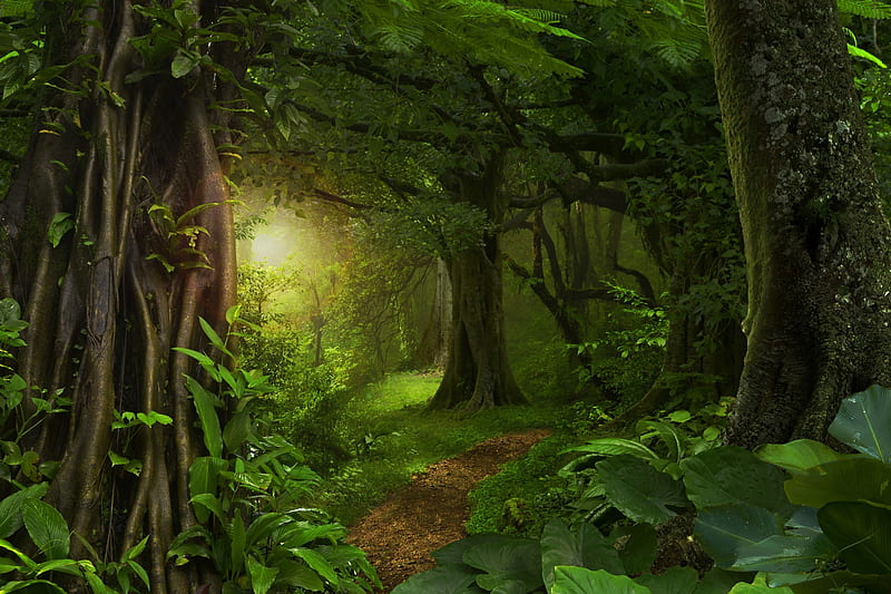 Jungle, forest, tree, grass, moss, nature, HD wallpaper