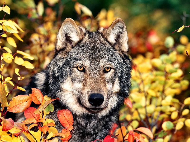 Autumn Gray Wolf , lobo autumn, bonito, canine, animal, graphy, wide screen, wildlife, wolf, HD wallpaper