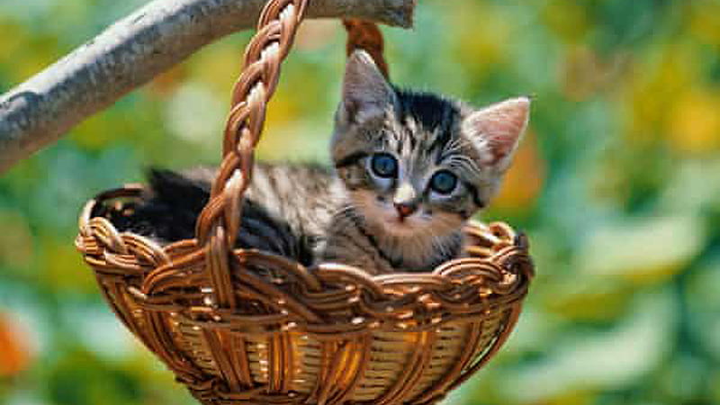 Cute Black White Cat Kitten Sitting Inside Hanging Bamboo Basket In Blur Background Kitten, HD wallpaper