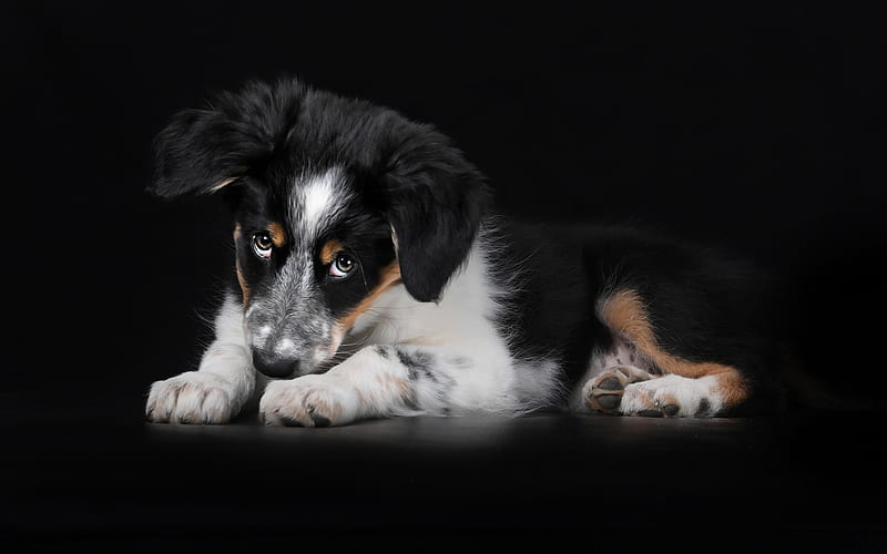 Berner Sennenhund, little cute puppy, little black dog, pets, dogs, Bernese Cattle Dog, HD wallpaper