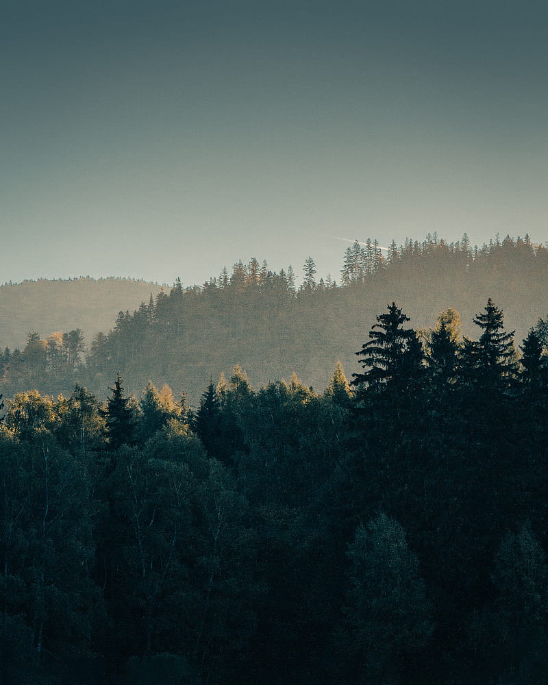 forest, trees, fog, hills, landscape, HD phone wallpaper