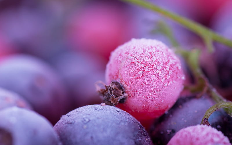 Purple grapes berries-Macro, HD wallpaper