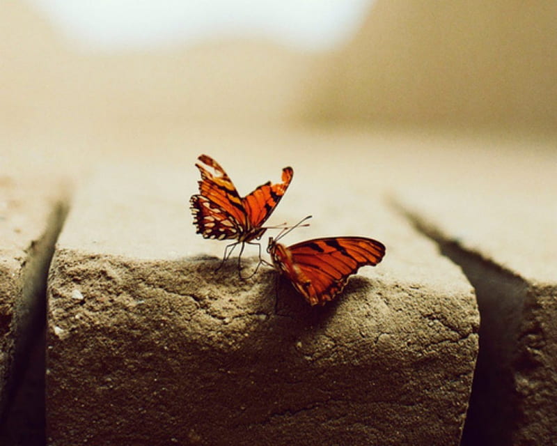 Butterflies, two, log, insects, HD wallpaper