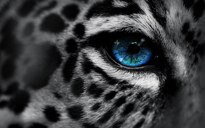 Eye of the Leopard, leopard, anime, eye, wild, cat, blue, HD wallpaper |  Peakpx