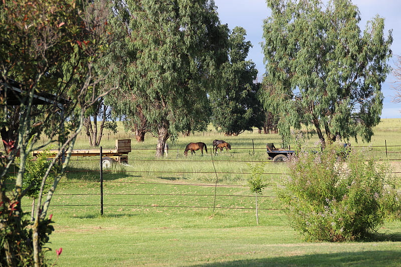 Farm, fields, horses, love, HD wallpaper | Peakpx