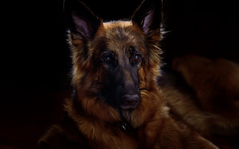 German Shepherd Dog, friendly dogs, pets, dog breeds, HD wallpaper