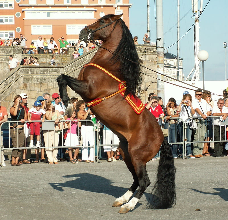 Andalusian Rearing, andalusian horse, spanish horse, animals, horses, HD wallpaper