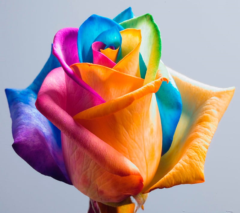 Colorful Rose, colors, for you, life, love, HD wallpaper