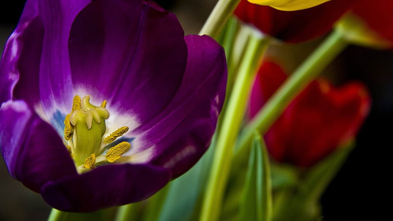 purple tulip-flowers graphy, HD wallpaper
