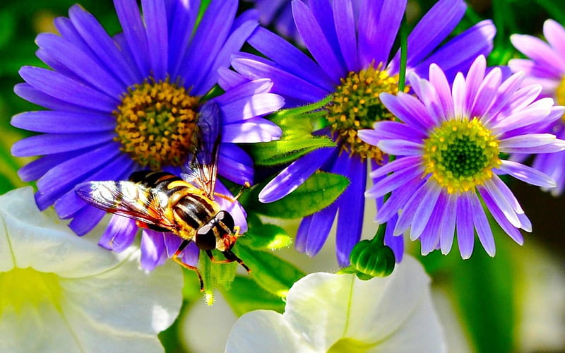 Bee Works on the Flowers, bee, summer, flowers, spring, violet, white, insects, animal, HD wallpaper