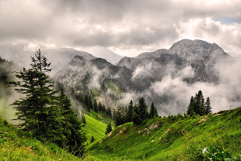 fog, mountains, forest, peaks, grass, HD wallpaper