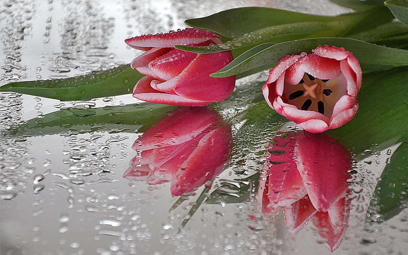 Tulips...For Lori, with love, pretty, wet tulips, wet, bonito, drops, still life, graphy, blossom, nice, flowers, beauty, pink tulip, tulips, reflection, for you, pink, tulip, lovely, romantic, romance, spring, gift, pink tulips, water drops, nature, rain, HD wallpaper
