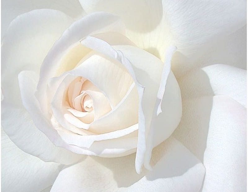 Rosa blanca, naturaleza, rosas, grafía, belleza, flores, blanco, Fondo de  pantalla HD | Peakpx