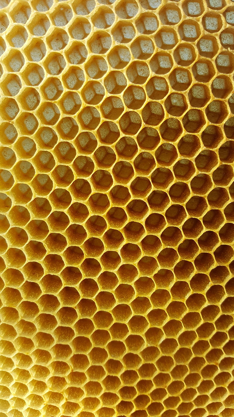 Hive is stil empty, bees, nature, HD phone wallpaper