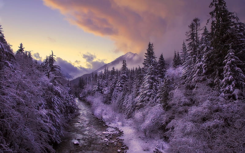 winter, forest, sunset, river, fog, frost, snow, HD wallpaper