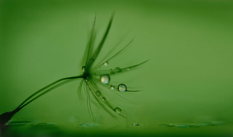 :-), seed, dandelion, green, water drop, HD wallpaper