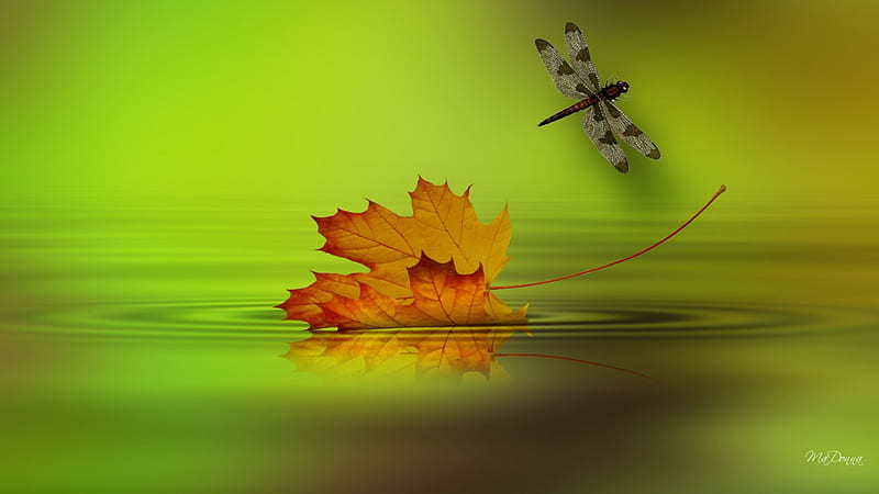 Autumn Floating, fall, autumn, float, breeze, foliage, reflect, verdure, green, bright, vegetation, color, dragonfly, river, light, maple, wind, herbage, leafage, floating, leafe, lake, flora, HD wallpaper