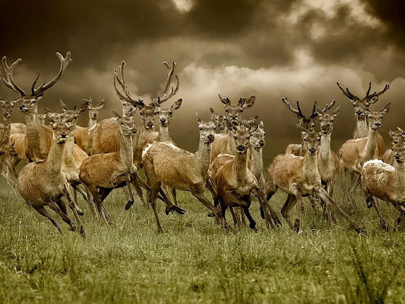 Running deers, herd, running, deers, wild life, deer, HD wallpaper