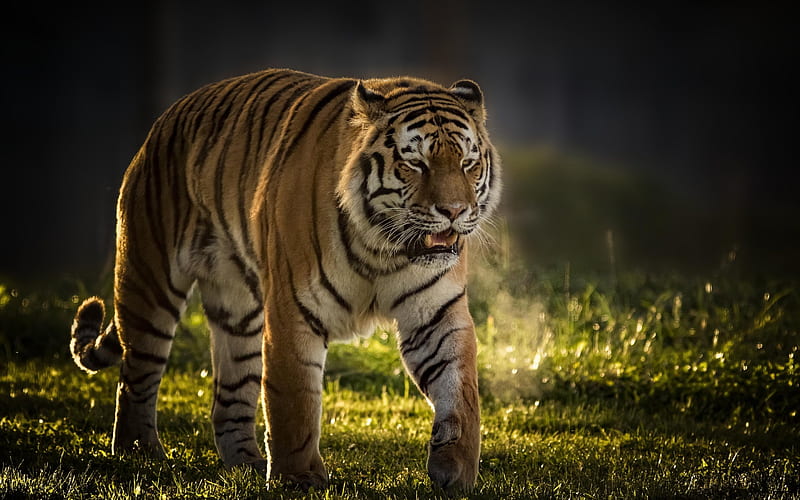 tiger, wildlife, sunset, predator, HD wallpaper