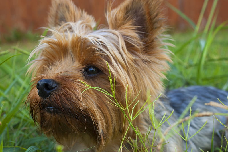 Yorkshire Terrier lying on grass covered ground, HD wallpaper