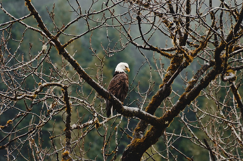 Bald Eagle Sitting On Branch , bald-eagle, eagle, birds, HD wallpaper