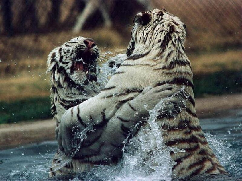 White Tigers Fighting, fighting, tigers, nature, river, white, HD wallpaper
