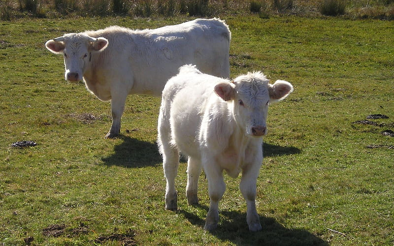 White Cow and Calf, farm, cow, calf, white, animals, HD wallpaper