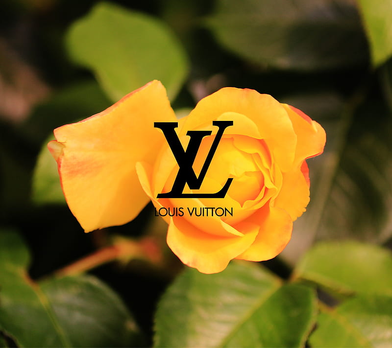 Flower Symbol With Louis Vuitton Word Louis Vuitton, HD wallpaper