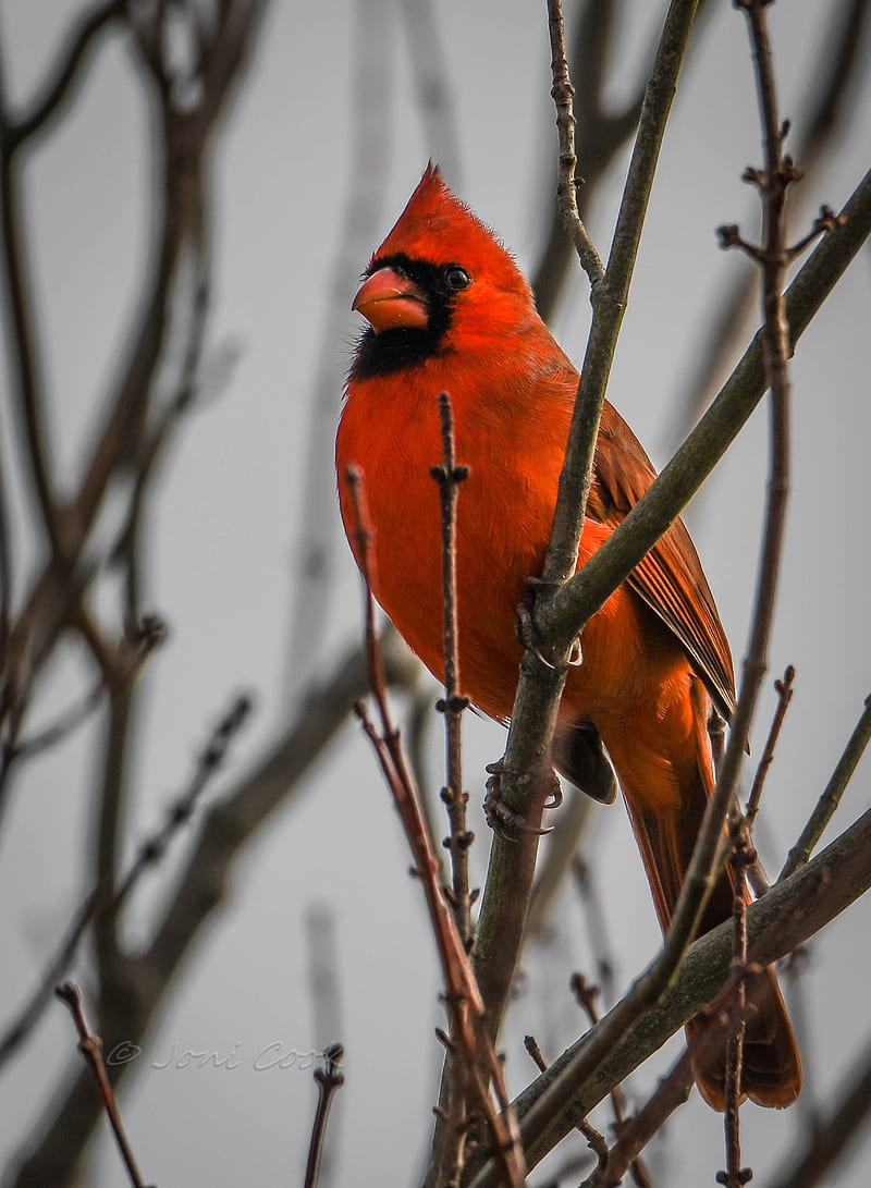 Cardenal, pájaro, rojo, nautre, Fondo de pantalla de teléfono HD | Peakpx