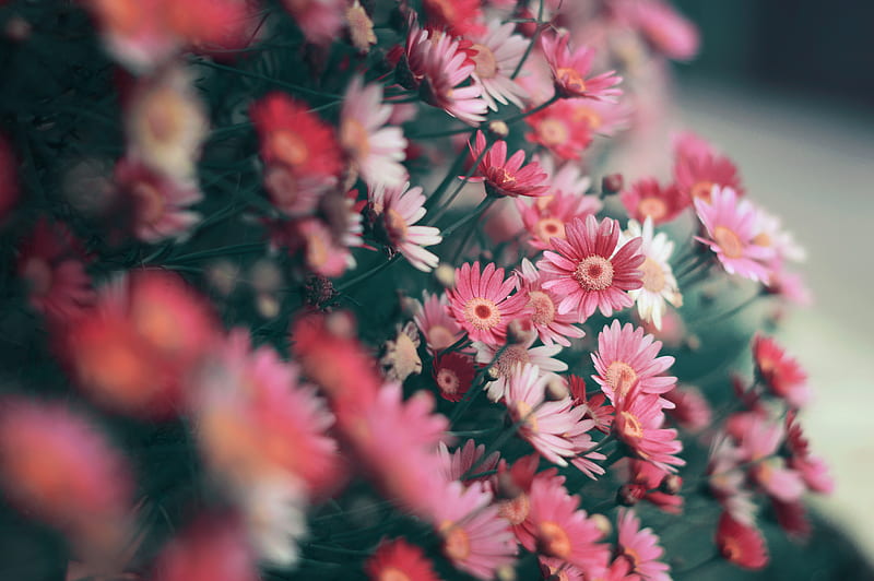 tilt shift lens graphy of pink flowers, HD wallpaper