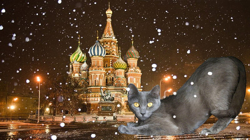Russian Blue Cat, Red Square, Russian Blue, St Basil, Cat, HD wallpaper