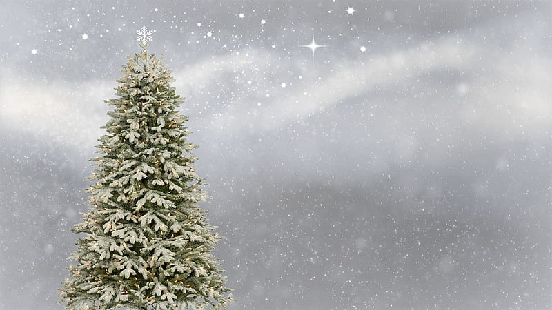 Snowy tree, winter, holiday, tree, snow, ztrees18, zchristmas18, HD ...